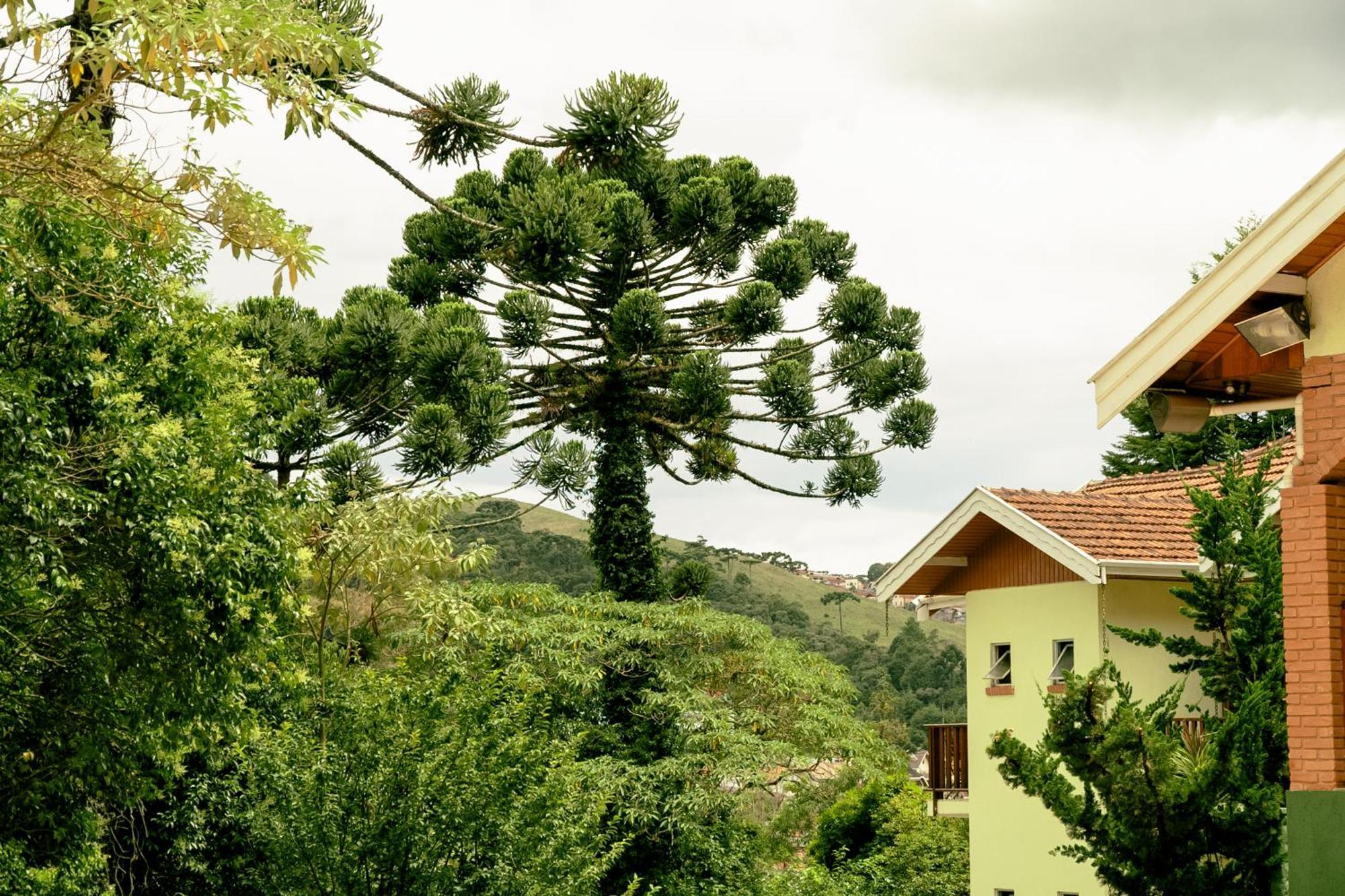 Pousada Vila Floratta Campos do Jordão Esterno foto